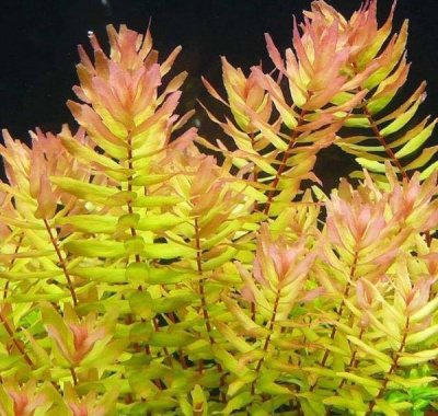 Ротала Макрандра Зеленая Rotala macrandra green (меристемное растение)